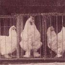 Caged chickens